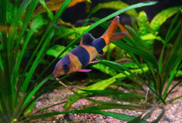 All You Need to Know About Black Moor Goldfish: A Stunning Addition to Your Aquarium