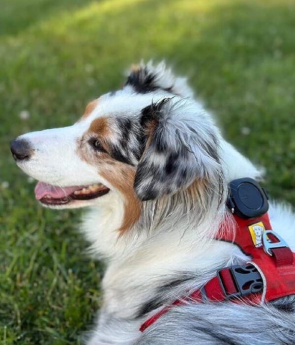 What if Your GPS Dog Tracker doesn’t Work in Rural Area? Check This Out