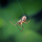 cranberry field spiders