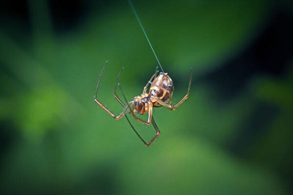 Cranberry Field Spiders: An In-Depth Look