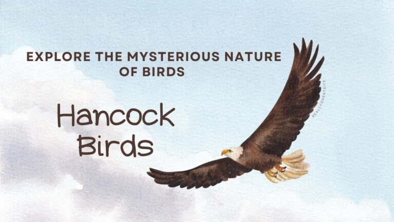 Hancock Bird
