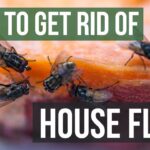 The Ultimate Guide to Eliminating House Flies: Safe and Effective Methods