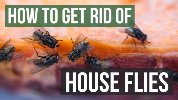 The Ultimate Guide to Eliminating House Flies: Safe and Effective Methods