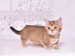 A Munchkin Kitten for Sale