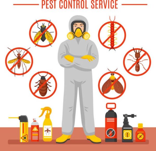 Common Pest Issues and How Pest Control Nairobi Services Can Help