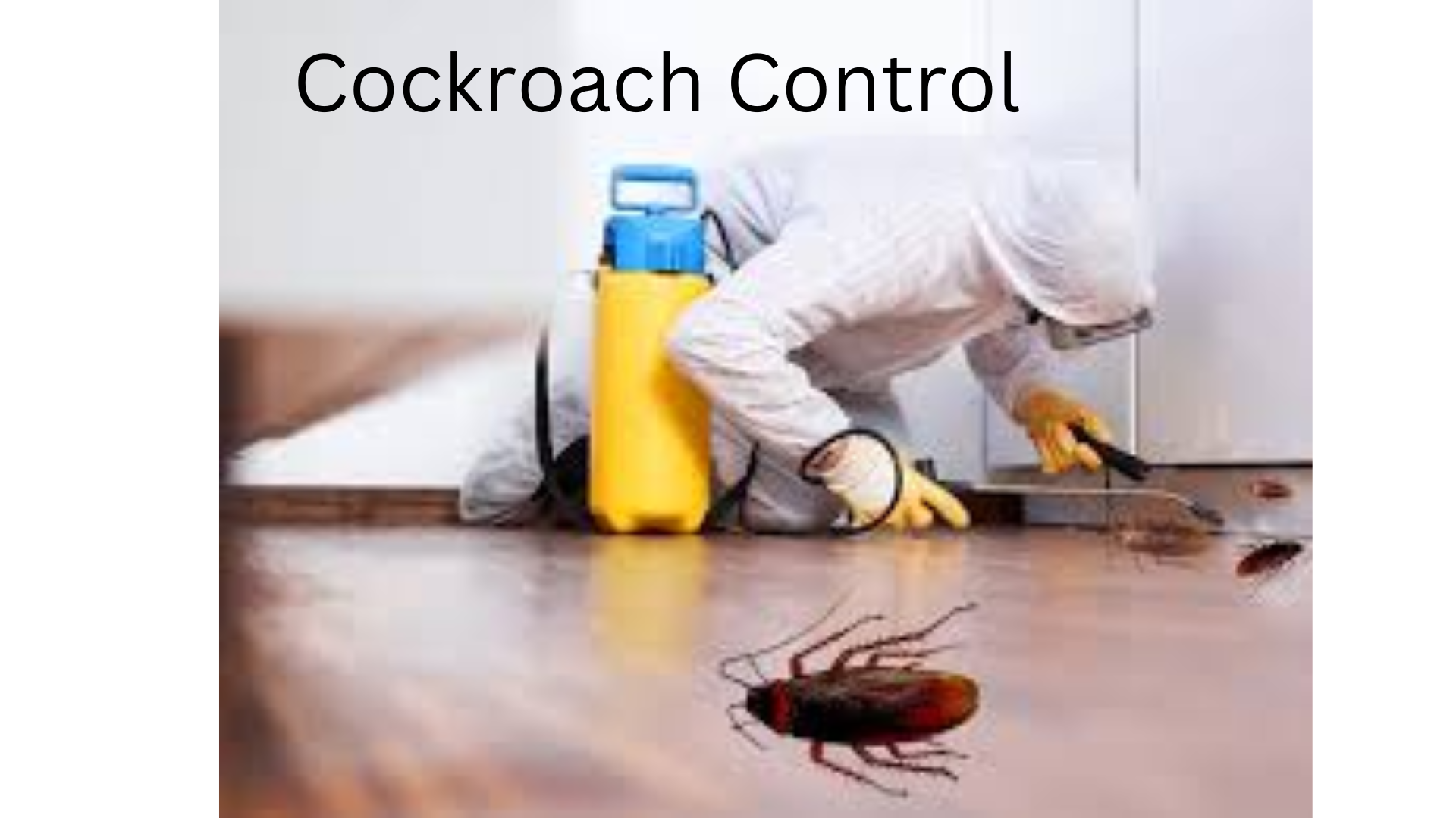 Cockroach Control