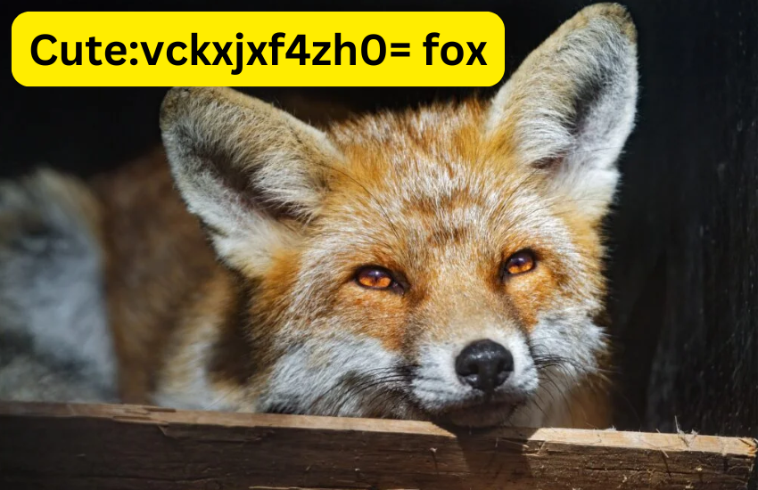Cutevckxjxf4zh0= fox